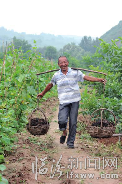 農(nóng)民把生態(tài)肥運(yùn)往菜園。 