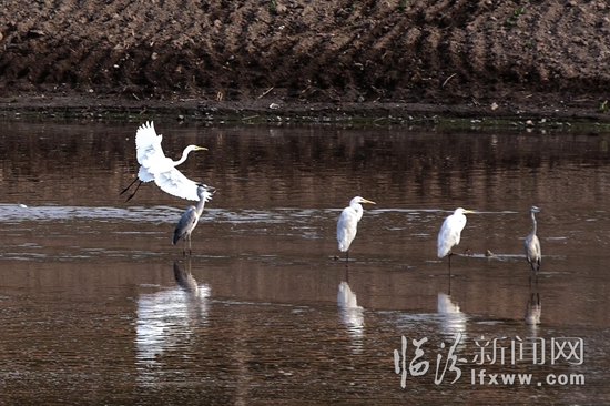 又見(jiàn)水鳥(niǎo)“嬉”汾河