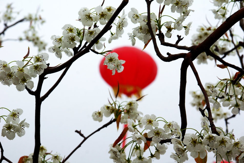 春風(fēng)撲面來(lái) 萬(wàn)樹梨花開——隰縣梨花節(jié)剪影