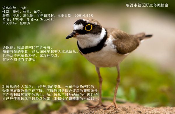 臨汾市野生鳥類檔案